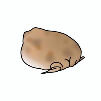 アメフクラガエル　後ろ向き アメフクラガエル,カエル,両生類,生き物,後ろ,おしりのイラスト素材