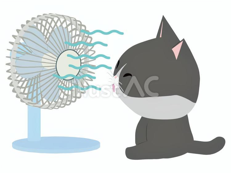 扇風機_猫 扇風機,猫,はちわれのイラスト素材