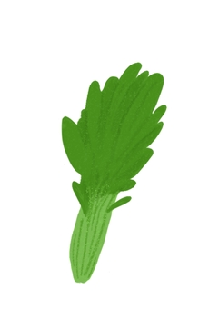 壬生菜(手描き) 壬生菜,京野菜,冬,野菜,手描きのイラスト素材