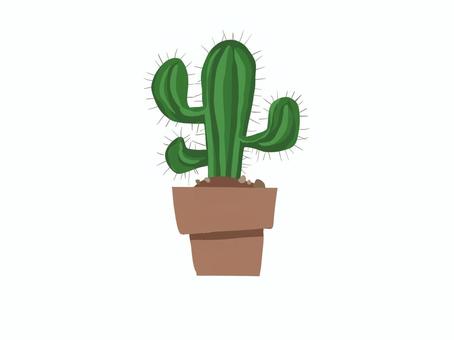 サボテン サボテン,植物,鑑賞,緑,シンプル,トゲ,多肉植物のイラスト素材