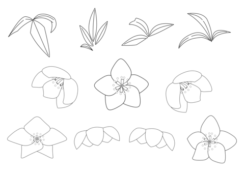 Christmas rose line drawing, JPG and PNG Christmas rose line drawing, , JPG and PNG