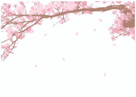 Cherry tree background, JPG, PNG and AI Cherry tree background, cherry blossoms, frame, spring, JPG, PNG and AI