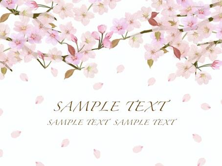 Spring cherry blossom background frame card, cherry blossoms, frame, spring, JPG, PNG and AI