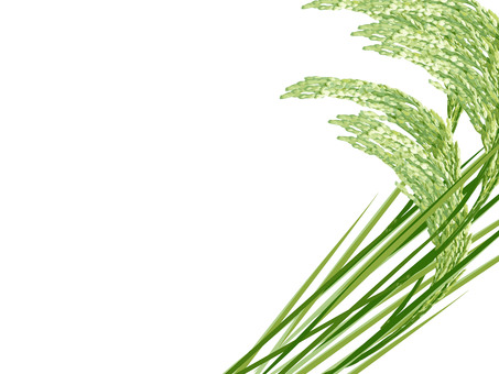 青々とした緑の稲穂　影なし　ine001 稲穂,青々,リアル,緑,お米,ナチュラル,お洒落,自然,植物,大人っぽいのイラスト素材