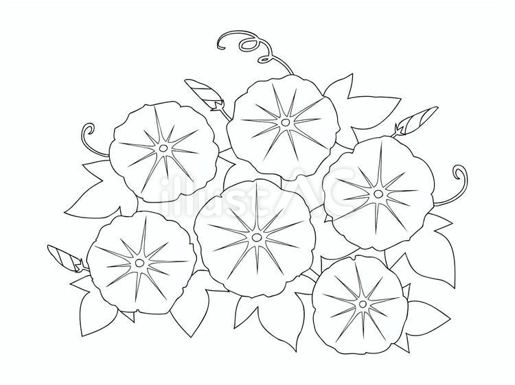 朝顔のイラスト（線画） 朝顔,線画,白黒のイラスト素材