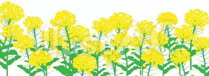 菜の花の群生