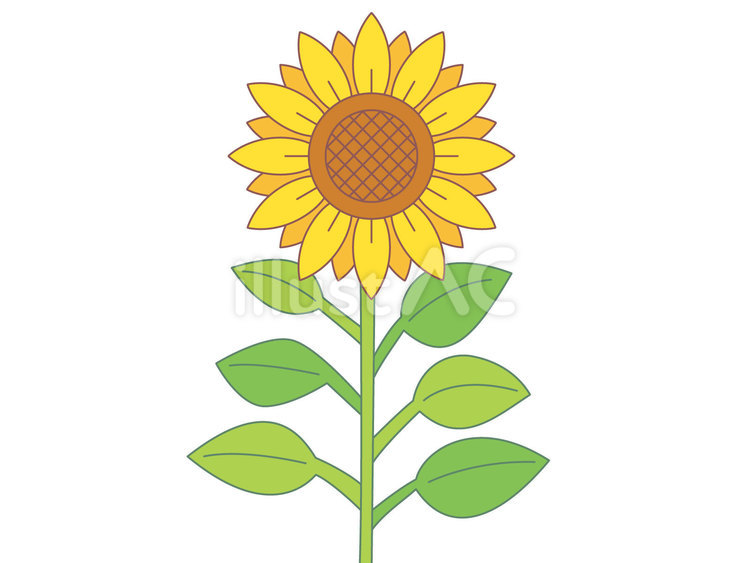 一本のひまわり 向日葵,花,植物のイラスト素材
