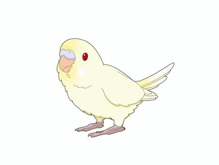 セキセイインコクリームルチノー 鳥,インコ,セキセイインコ,クリームルチノー,かわいい,ペット,手乗り,無料,フリーのイラスト素材
