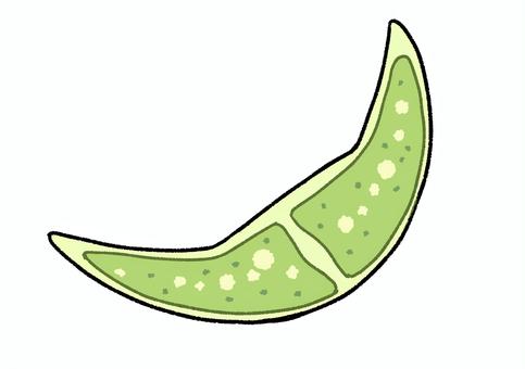 Illustration, microorganism, simple, pop, 