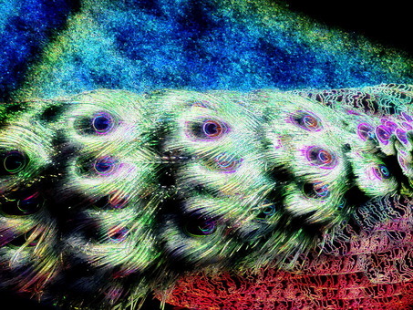 孔雀の羽模様 孔雀,羽根,模様,翼,鳥,鳥類,鮮やか,生き物,壁紙,背景のイラスト素材