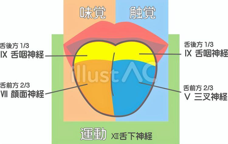 舌の支配神経 舌,支配神経,味覚のイラスト素材