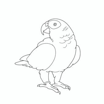 ヨウム線画 ヨウム,鳥,オウム,かわいい,ペット,手乗り,無料,フリー,素材,カラフルのイラスト素材