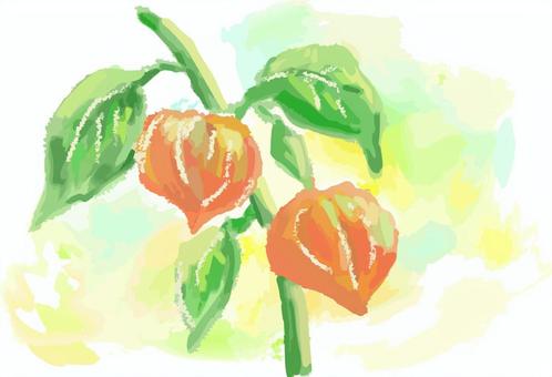 ほおずき ほおずき,鬼灯,夏,８月,お盆,植物,べにほおずき,油彩,手描き,ベクターのイラスト素材