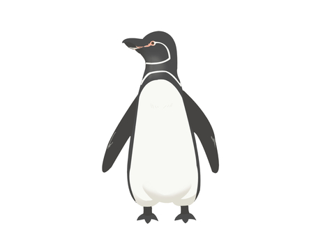 Illustration, pinguin des galapagos, penguin, oiseau, 