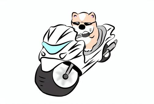 Big scooter dog Big scooter dog