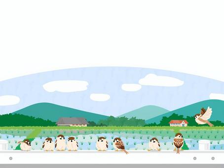 Illustration, summer, early summer, field, 