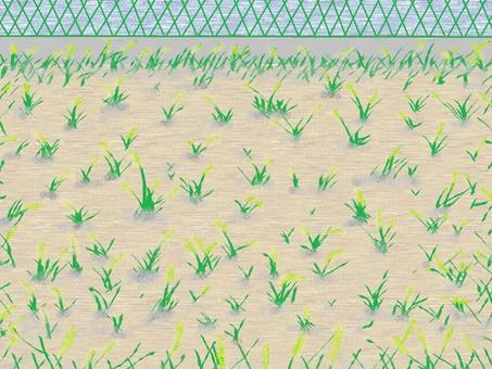空き地のエノコログサ 空き地,エノコログサ,雑草,フェンス,緑のイラスト素材