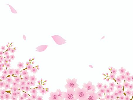 70315.桜風景,背景白2