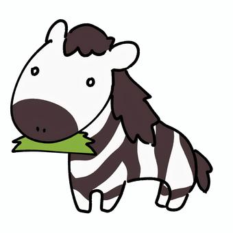 草を食べるしまうま しまうま,しましま,動物,哺乳類,四足歩行,生き物,白黒,草,食事のイラスト素材
