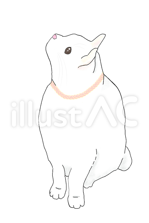 ピンクの首輪の白猫 猫,白猫,白のイラスト素材