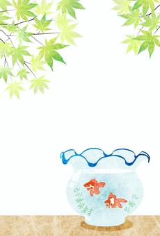 summercard2521 楓,金魚,青紅葉,水槽,鉢,かわいい,夏,水彩,暑中見舞い,和風のイラスト素材