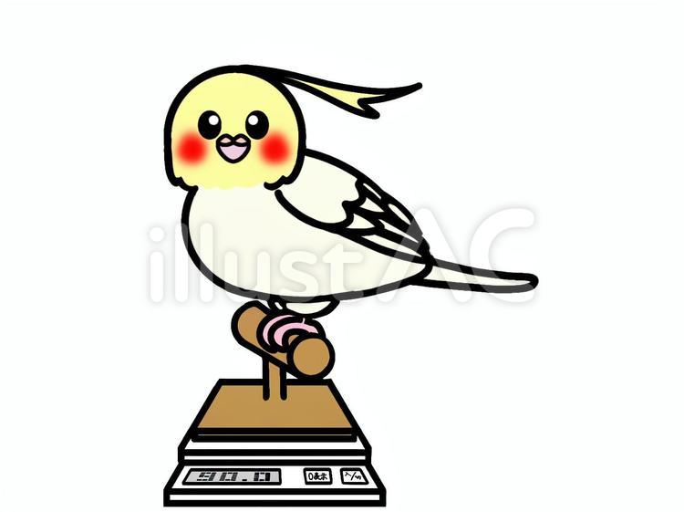 オカメインコ　体重測定 オカメインコ,体重測定,生活のイラスト素材