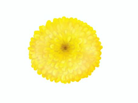菊花 つま,菊,刺身,花,盛り付け,つまぎく,植物,和食,日本食,エディブルフラワーのイラスト素材