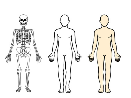 シンプルな人体のイラストセット 人体,骨,体,シンプル,シルエット,人,全身,セット,解剖学のイラスト素材