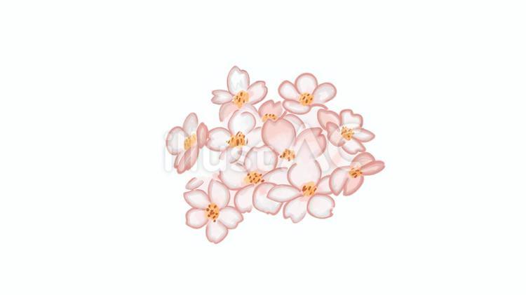 桜 桜,春,手書き風のイラスト素材