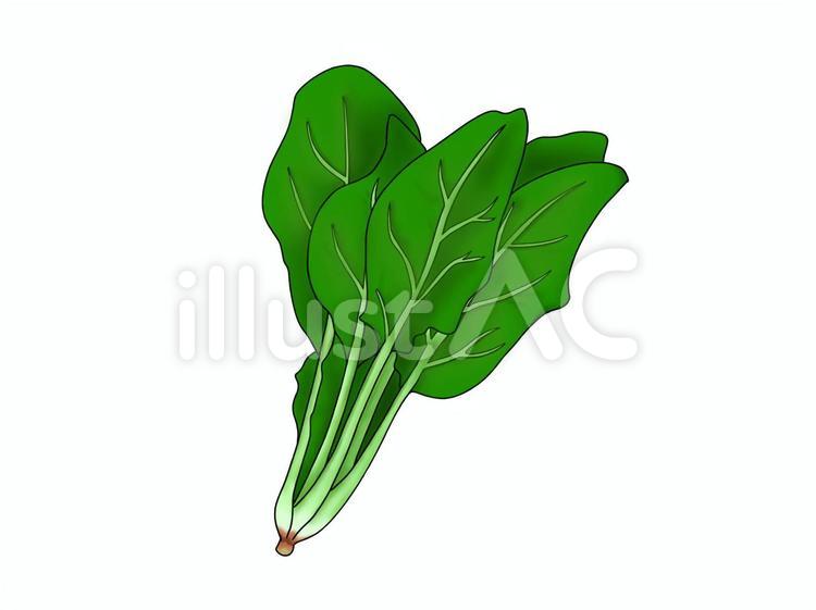 ほうれん草 ほうれん草,植物,野菜のイラスト素材