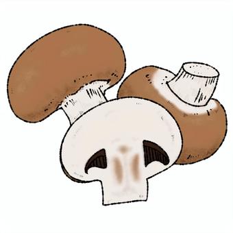 mushroom, cogumelo, cogumelo, comida, JPG and PNG