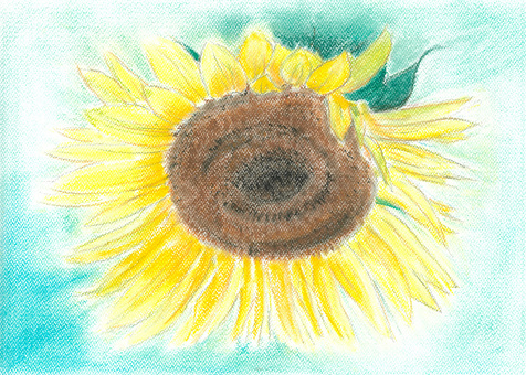 ひまわり1 ひまわり,夏,太陽,畑,花瓶のイラスト素材