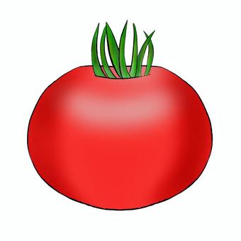 tomato, tomato, summer vegetables, food, JPG and PNG