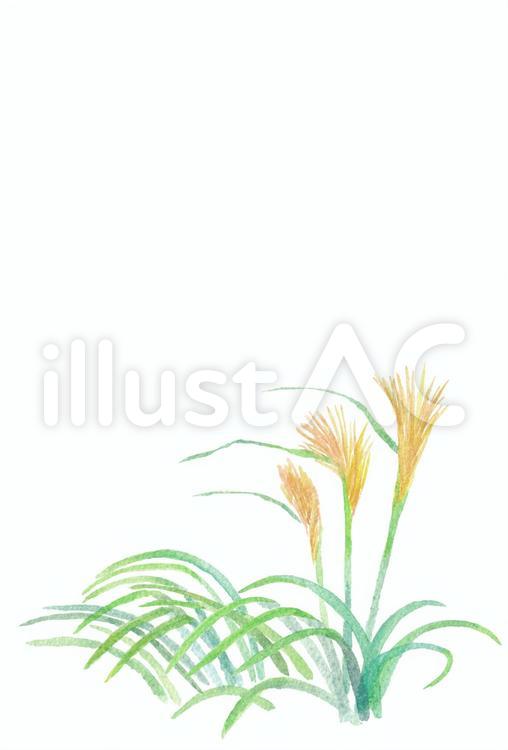 季節のはがき【秋・すすき】 すすき,十五夜,秋のイラスト素材