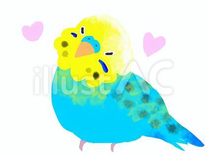 カキカキしてもらいたいインコ
