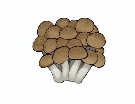 Illustration, shimeji, velvet, fungi, 