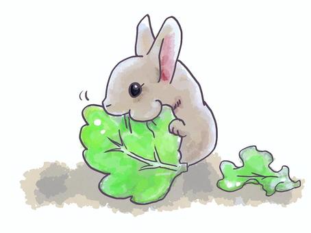 rabbit eating leaves, JPG and PNG rabbit eating leaves, rabbit, leaf, eat, JPG and PNG
