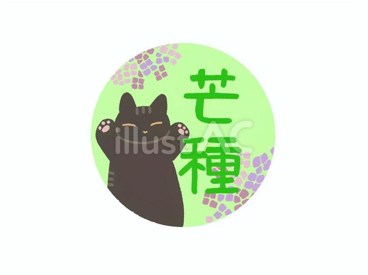 芒種ネコ 芒種,二十四節気,ネコのイラスト素材