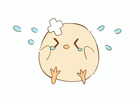 Injured and crying chick, chick, injury, cry, JPG