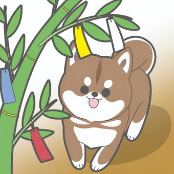 Tanabata Shiba Inu, JPG Tanabata Shiba Inu, tanabata, strip, dog, JPG