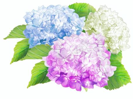 Hydrangea 3 colors red blue white bird's-eye view, hydrangea, flower, red, JPG and PNG