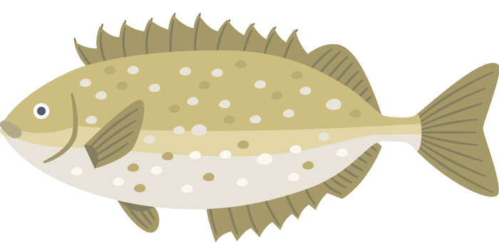 お魚_アイゴ お魚_アイゴ アイゴ,魚,漁業,白身魚,毒,針,高級魚のイラスト素材