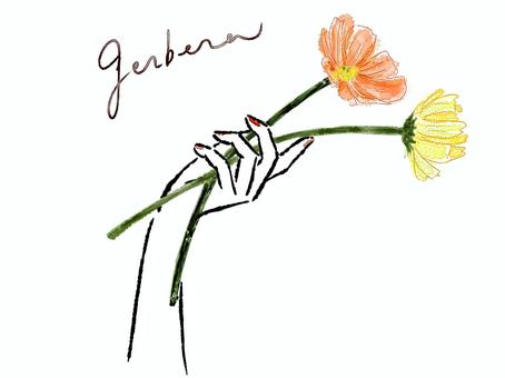 ガーベラの花を持つ手　水彩 ガーベラ,花,持つ,指,手,水彩,黄色,オレンジ,花屋,フラワーのイラスト素材