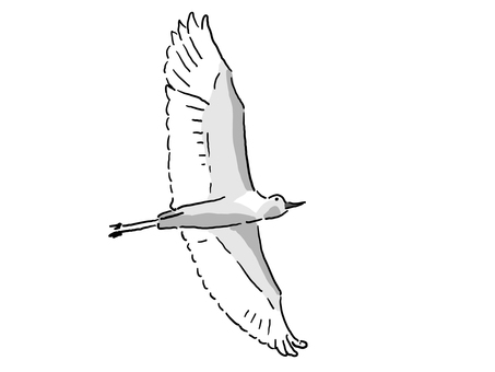 Great egret flying in the sky, Great egret flying in the sky, great egret, one, over,