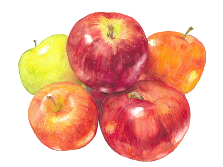 水彩色鉛筆で描いたりんご りんご,林檎,フルーツ,果物,食べ物,赤りんご,青りんご,水彩,水彩画,水彩色鉛筆のイラスト素材