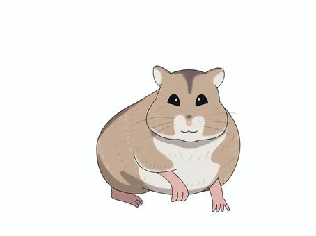 ハムスター(正面) ハムスター(正面) ジャンガリアンハムスター,ヒメキヌゲネズミ,ドワーフハムスター,ハムスター,動物,正面のイラスト素材
