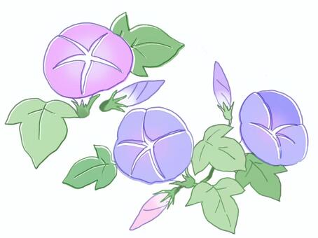 Illustration, morning glory, morning glory, summer, JPG and PNG