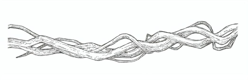 複雑に絡む蔓性植物のラインアート 蔓,植物,ライン,手描き,リアル,モノクロ,挿絵,白バック,線画,イラストのイラスト素材