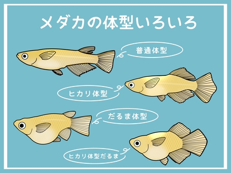 改良メダカの体型いろいろ・カラー メダカ,改良メダカ,めだか,かわいい,きれい,魚,淡水魚,無料,フリー,手書きのイラスト素材