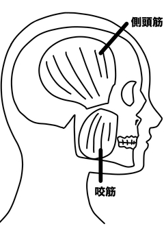 咬筋と側頭筋　線画 咬筋,側頭筋,筋肉,横顔,線画のイラスト素材